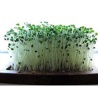 Hạt chia [FREESHIP] Hạt chia Úc Absolute Organic Loại cao cấp (1KG)