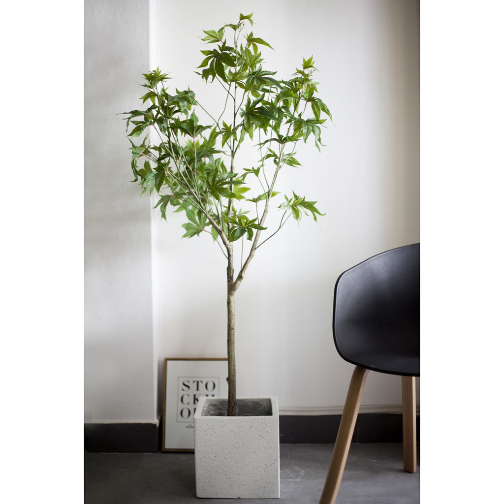 Cây Phong cây giả decor CC71 - 150cm - Jassi Decor