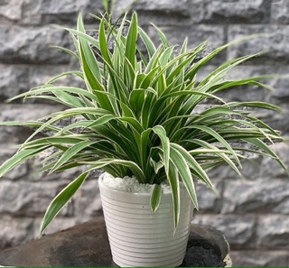 10 cây giống lan chi / dây nhện
