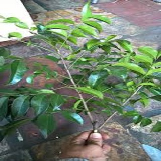 cây móc mật giống