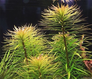 HOÀNG THÁI DƯƠNG 12 NGỌN KHÔNG CẦN CO2