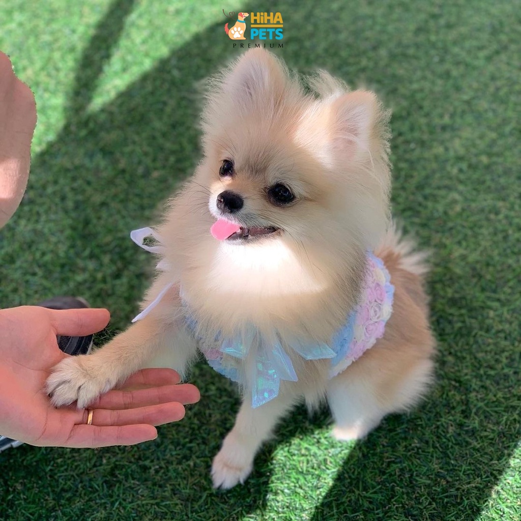 Váy Đầm Cho Chó Mèo Không Nón Hàn Quốc Mẫu Cao Cấp Quần Áo Thú Cưng Thiết Kế Thời Trang Hihapet.