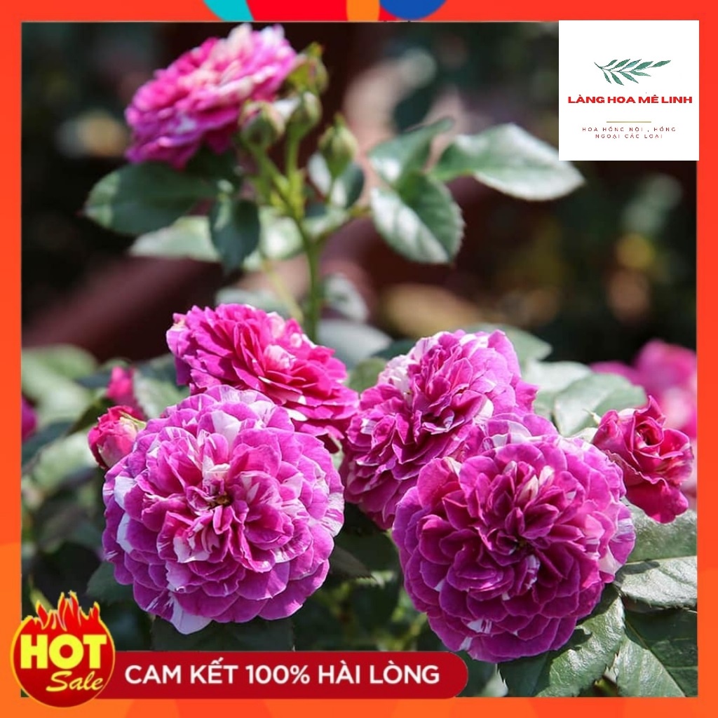 Hoa hồng Bụi Scented Jewel [SIÊU THƠM - SIÊU HOT] Hà Lan tím sọc - hương thơm mạnh mẽ, cánh kép, bông cỡ chung,sai hoa