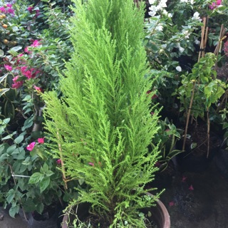 Cây Tùng thơm,lá thơm dễ chịu