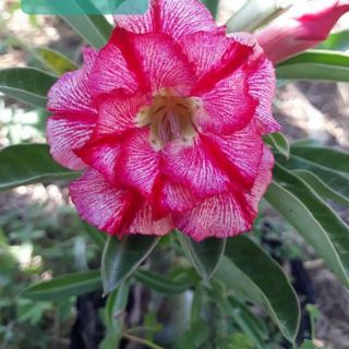 100 hạt giống hoa sứ thái. Hạt nhập từ Thái Lan