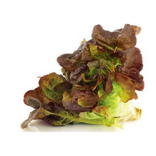 [Rau Củ Quả] - Gói 4GR hạt giống Xà Lách Sồi Đỏ Okaleaf