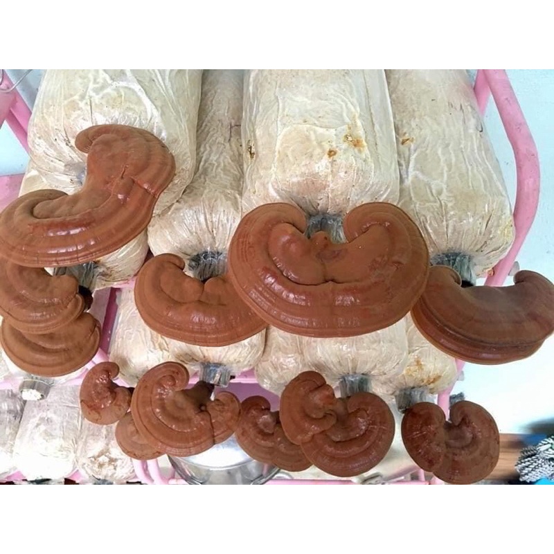 Phôi Nấm Linh Chi đỏ