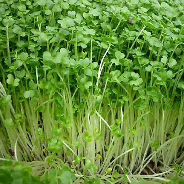 Hạt giống rau mầm củ cải trắng ngon giòn ngọt - rau củ quả trồng tại nhà 50gr RADO 01