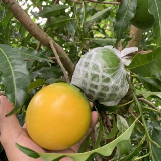 Cây vú sữa hoàng kim giống. Cây nhập khẩu
