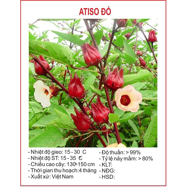 Hoa atiso đỏ - 10 hạt