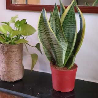 Cây Lưỡi Hổ kèm chậu sứ trắng