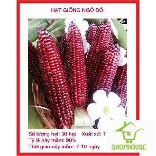 shophouse Gói 30 hạt giống ngô nữ hoàng đỏ  SHOP HOUSE  TẾT KHUYẾN MẠI