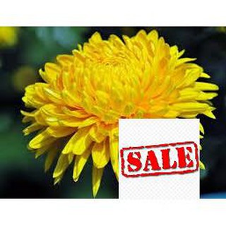 Gói 100 hạt giống hoa cúc vàng sale