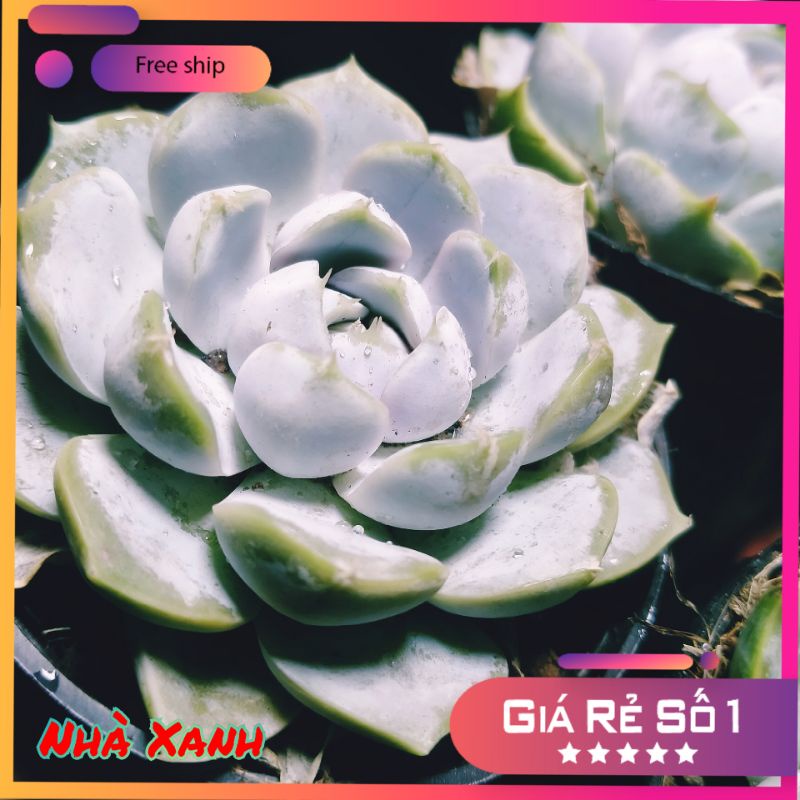 (Mới rất đẹp) Sen đá Thỏ tuyết -Sen phấn trắng
