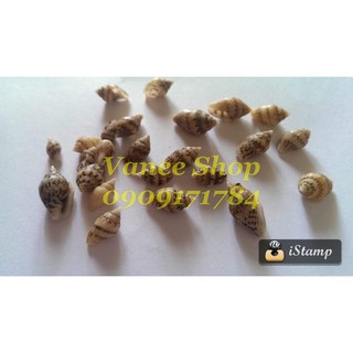 Vỏ ốc cổ lầu 100gr