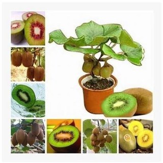 Hạt giống cây ăn tráikiwi 30 hạt