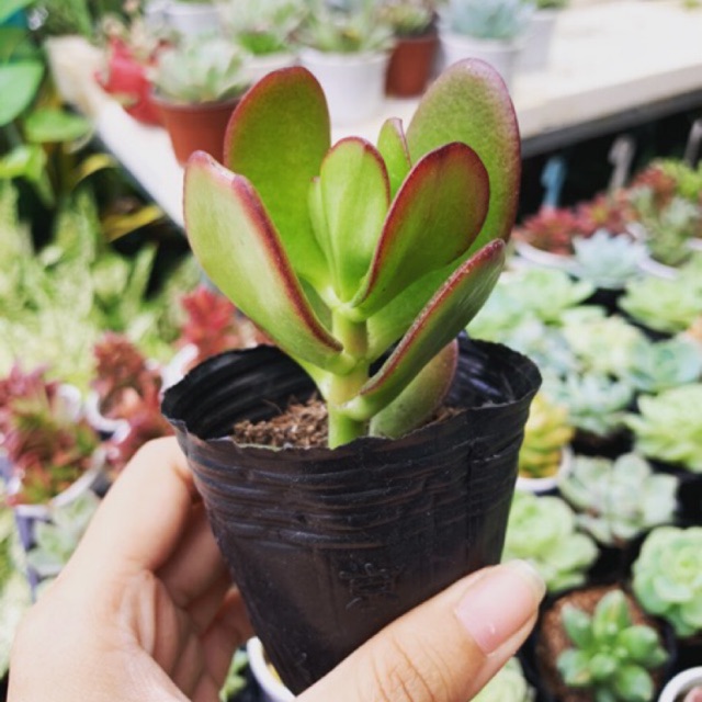 SEN ĐÁ THẠCH BÍCH