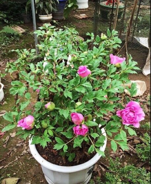 Hạt giống hoa mẫu đơn_1 hạt