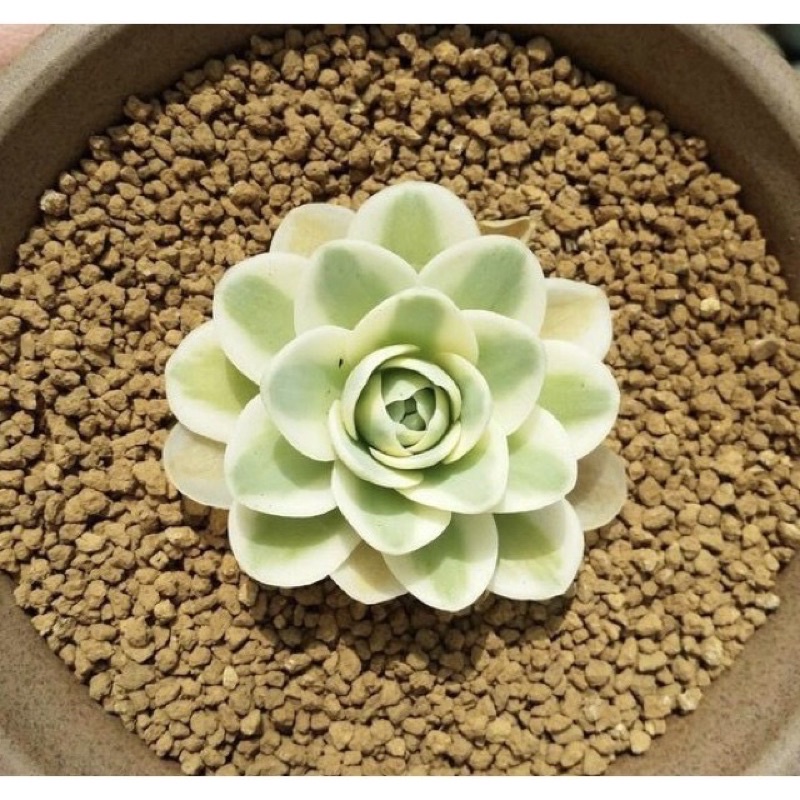 Đất phân nền Akadama trồng sen đá, tiểu cảnh terrarium, bể thủy sinh, bonsai 500g, 1kg