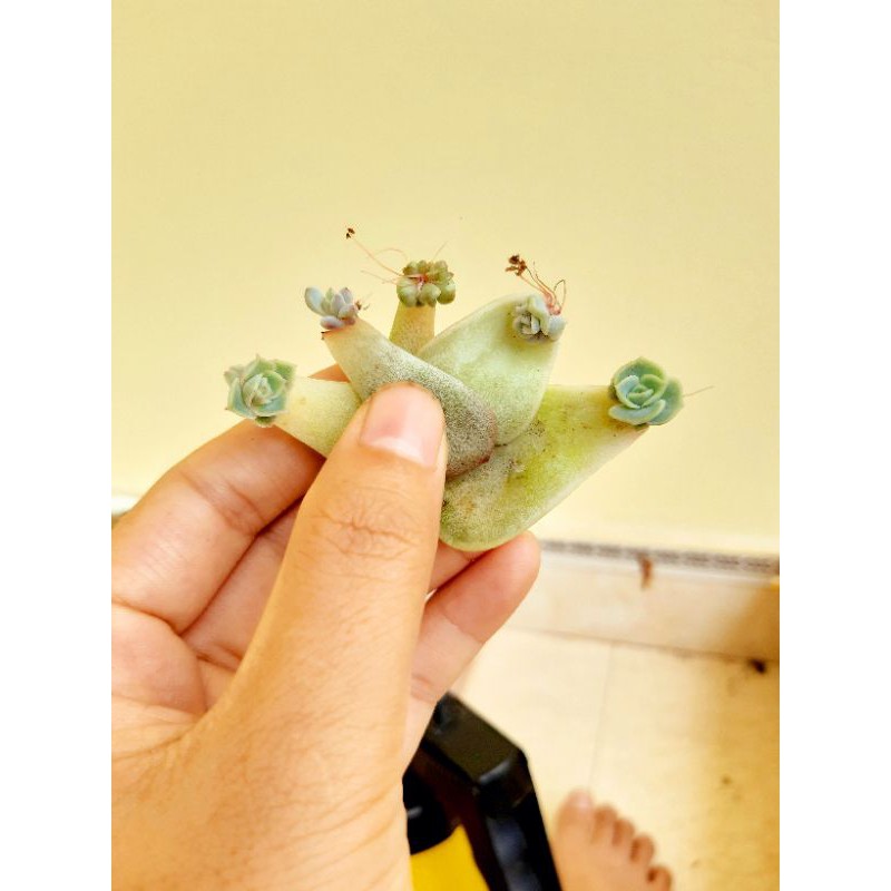 🎆🎆🎆Combo 20 lá sen đá ươm mầm mix loại