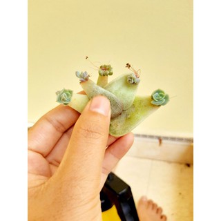 🎆🎆🎆Combo 10 lá sen đá ươm mầm mix loại
