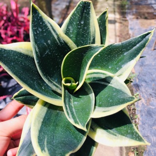 Lưỡi hổ búp sen