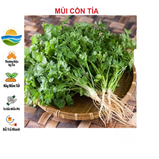 Hạt giống mùi cồn tía 10gr