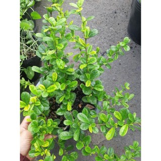 cây giống trà phúc kiến