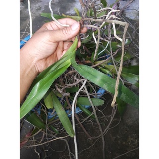 Phong lan Tam Bảo Sắc (hoa tháng 4 dễ trồng)