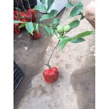 CÂY GIỐNG QUẢ ÓC CHÓ SIÊU QUẢ, SIÊU NĂNG SUẤT,SIÊU KINH TẾ- CAM KÊT GIỐNG CHUẨN F1