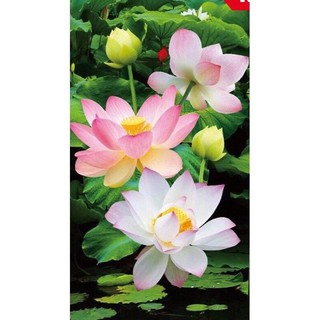 Tranh đính đá hoa sen 100x60cm vs074