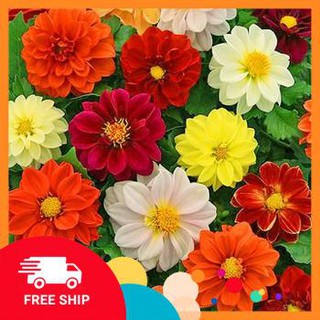 50 hạt giống thược dược mix khuyến mại trong ngay
