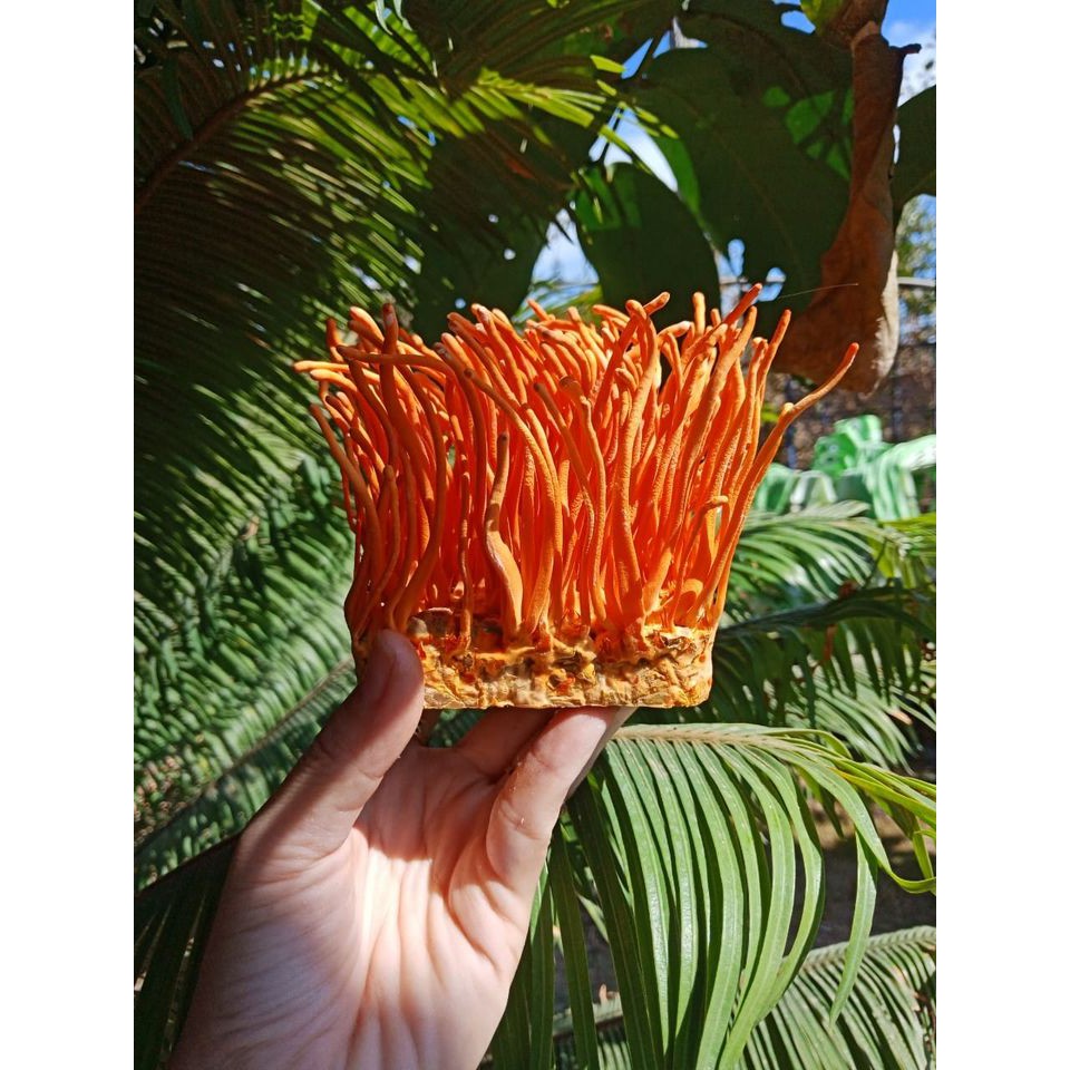 Đông Trùng Hạ Thảo Tươi 200g