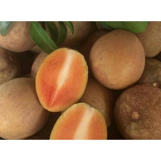 Cây giống hồng xiêm xoài thái lan siêu sớm.