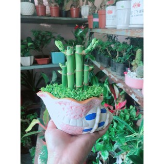 Chậu cây trúc phát tài