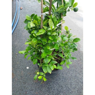 🍋 Chanh tứ quý ...cho trái quanh năm