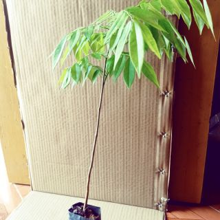 Combo 5 cây xưa đỏ cao 80cm. Tặng kèm túi phân