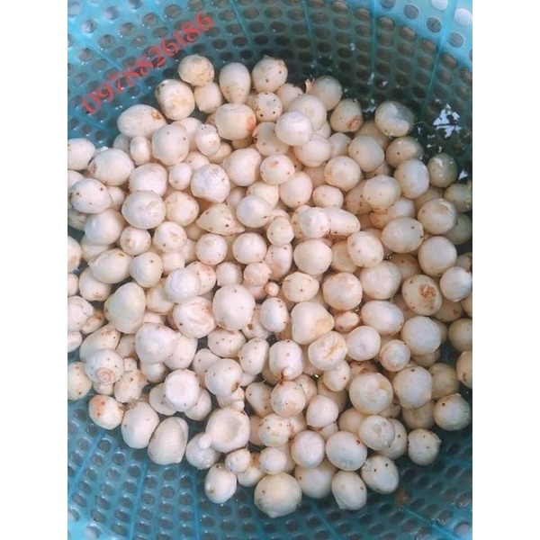 1Kg Khoai sọ/ khoai môn ( củ nhỏ )bở, dẻo thơm ngon- hàng chất lượng