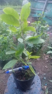 Hoa mai dảo lá gai_cây ghép chuẩn