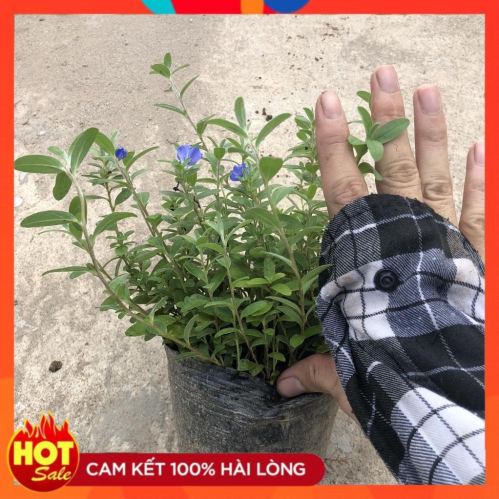 Cây hoa thanh tú, nhánh sum suê hoa nở rộ dễ chăm sóc. 17