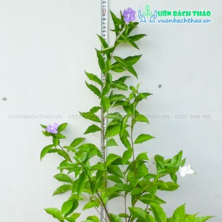Cây lài nhật trồng cảnh quan