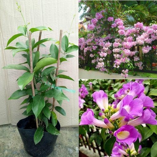 Cây Giống Hoa Lan Tỏi - Cây Cảnh Cây khỏe sinh trưởng tốt, phù hợp mọi khí hậu mọi miền + Tặng 02 cây nhót ngọt