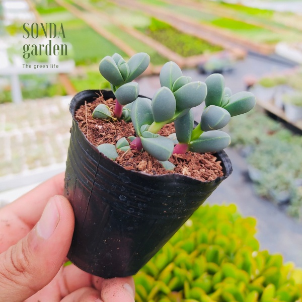 Sen đá tim SONDA GARDEN size bé 4-5cm, xuất xứ Đà Lạt, khoẻ đẹp, lỗi 1 đổi 1