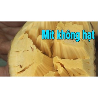 cây giống mít không hạt cao m2