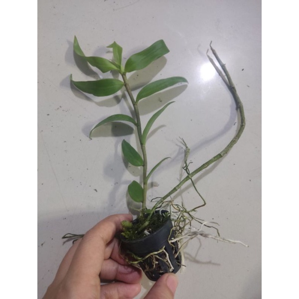 Hoa lan giả hạc Pháp giống