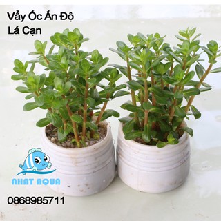 Cây thủy sinh Vẩy ốc Ấn Độ
