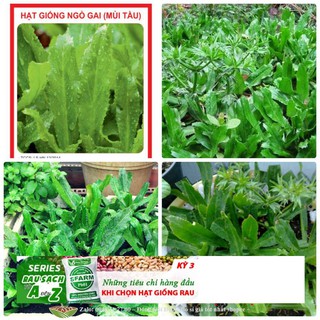 GÓI 50 HẠT GIỐNG RAU MÙI TÀU(NGÒ GAI) TÁCH GÓI TRỒNG THÙNG XỐP