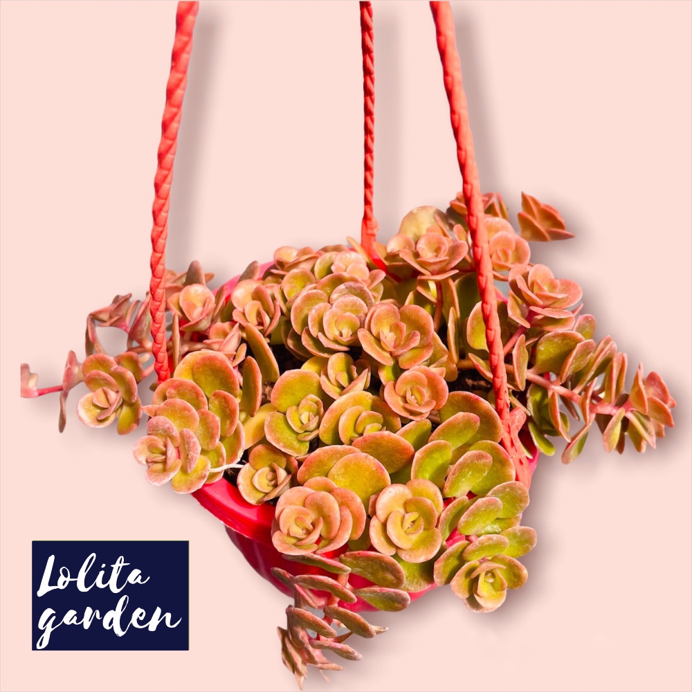 Sen đá sedum vảy cá chép chậu treo Đà Lạt size trung bình cây cảnh trang trí nhà cửa Lolita garden