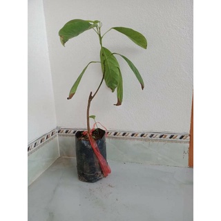 CÂY GIỐNG BÒN BON DÂU DA