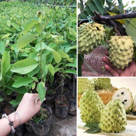 Cây Giống Na Đài Loan Quả Siêu To Khổng lồ .